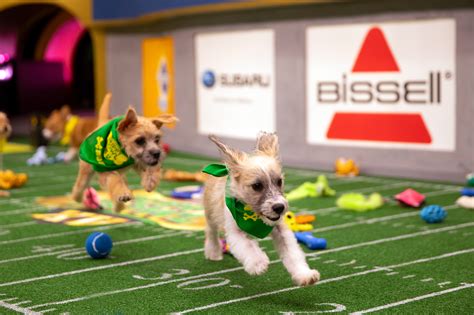 Team Ruff and Team Fluff face off at the annual Puppy Bowl