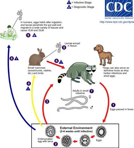 File:B.procyonis life cycle.jpg - Wikimedia Commons