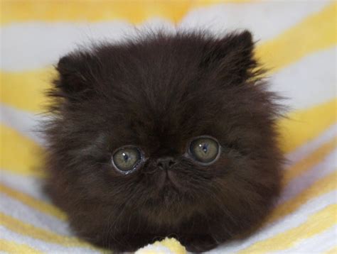 Baby picture of my Persian cat - Imgur #persiancatblack | Cute animals, Kittens cutest, Cats