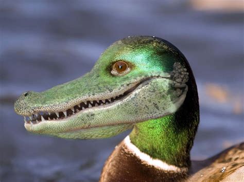 Crocodile-duck hybrid | Photoshopped animals, Animal mashups, Weird animals