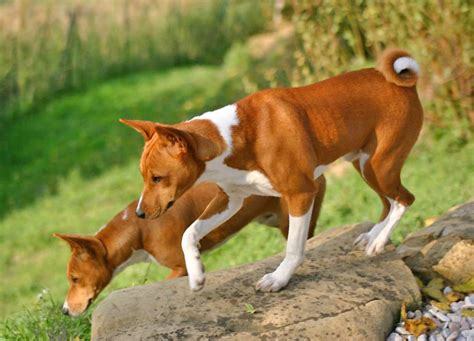 Meet the Basenji, a Rare Bark-Less Dog | Snopes.com