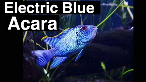 Electric Blue Acara Care - YouTube