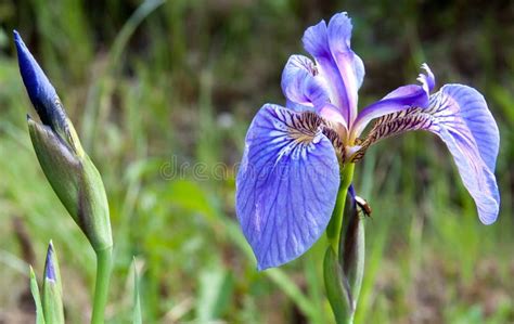 Wild alaska iris fotografering för bildbyråer. Bild av aromatics - 19817265