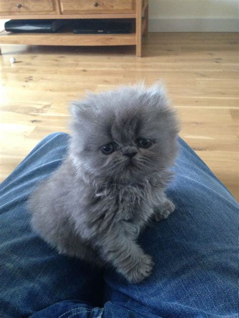 Beautiful Blue Pedigree Persian Kitten RESERVED | Norwich, Norfolk | Pets4Homes