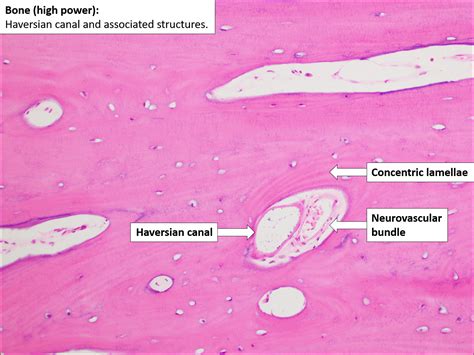 Lamellar Bone Histology