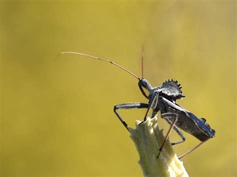 North American wheel bug | North American wheel bug (Arilus … | Flickr