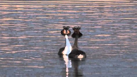 Great Crested Grebe Courtship Dance - YouTube