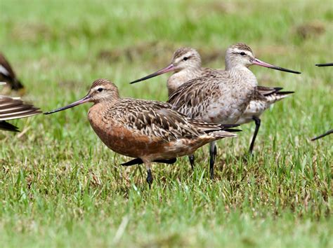 eBird Checklist - 18 Feb 2023 - Cairns Esplanade--Northern End - 20 species