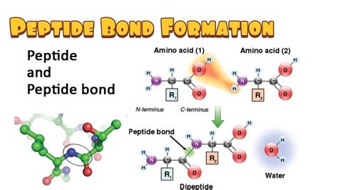 Peptide Bond Formation( Dehydration Synthesis, Hydrolysis, Energetics ...