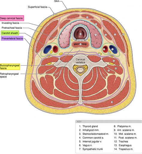 Deep neck infection causes, symptoms, diagnosis, treatment & prognosis