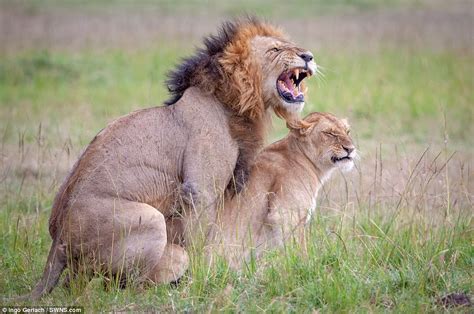 Photographer captures expressions on lions’ faces while they're mating | Daily Mail Online