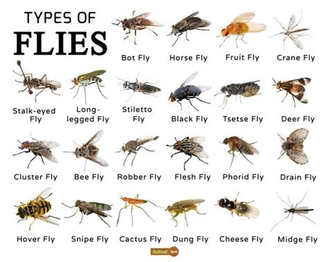 different types of flies are shown in this image, with the names and ...