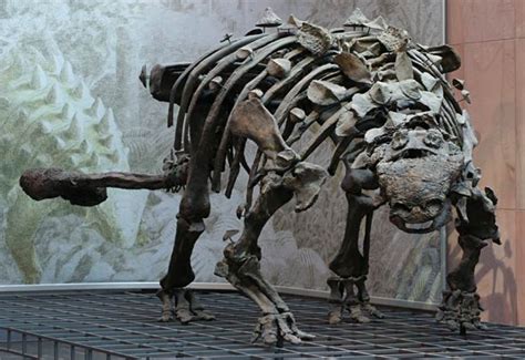 Ankylozaur (Ankylosaurus) | | DinoAnimals.pl