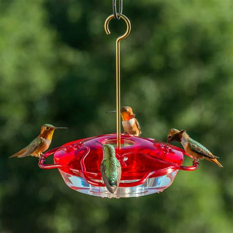 Is It OK To Feed Hummingbirds Sugar Water? - Birdwatching Buzz