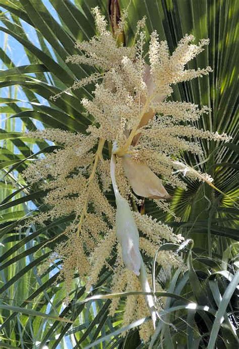 Growing Washingtonia filifera: California Fan Palm