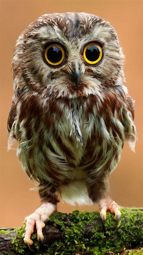 awww Baby Owl : r/iWallpaper