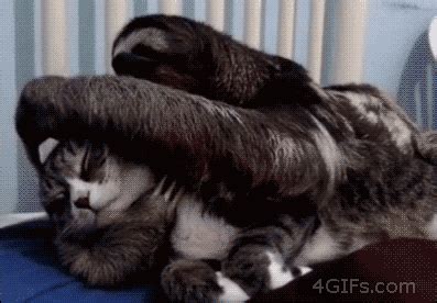 Cat And Sloth GIFs - Find & Share on GIPHY