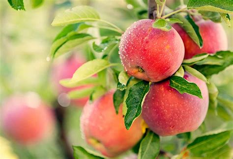 10 Fruit Trees You Can Plant and Grow at Home