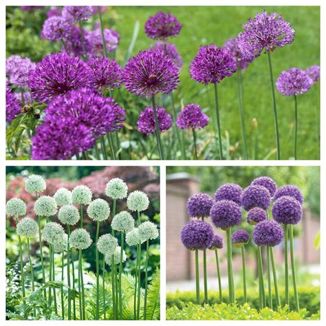 How to Use Alliums in a Naturalistic Garden Design – Longfield Gardens