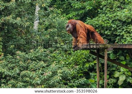 The Biggest Orangutan In Borneo Stock Photo 353598026 : Shutterstock