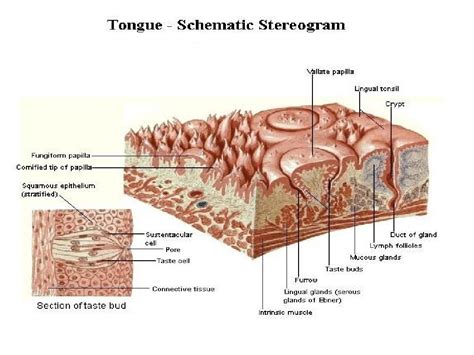 Histology Of The Oral Cavity