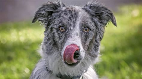 41+ Australian Shepherd Mix Breeds