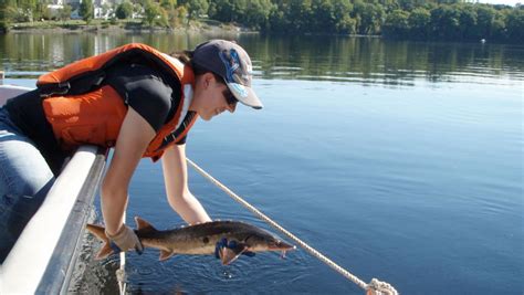 After more than a century, endangered shortnose sturgeon find historic ...