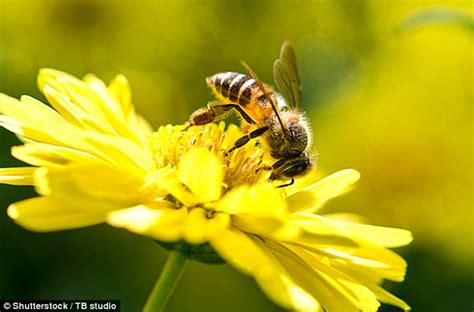 Flowers don't contain enough nectar to feed bees | Daily Mail Online