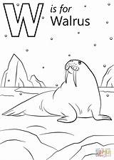 W Is For Walrus coloring page  Free Printable Coloring Pages Abc sketch template