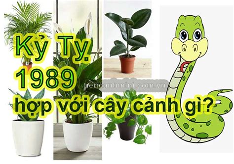 Cây Cảnh Hợp Mệnh Mộc: Bí Quyết Tạo Dựng Sự Hài Hòa - Ecurrencythailand.com