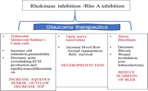 Mechanism of action of Rho kinase inhibitors as antiglaucoma medication ...