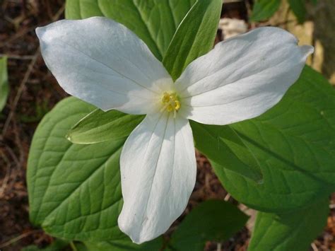 Trillium Flower White - Free photo on Pixabay - Pixabay