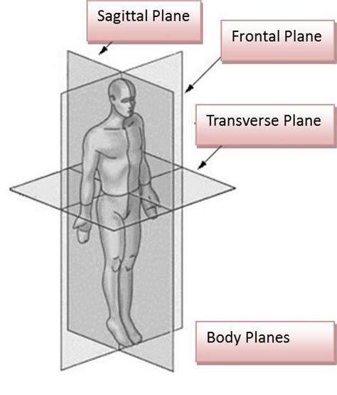 What are the three anatomical planes of movement?