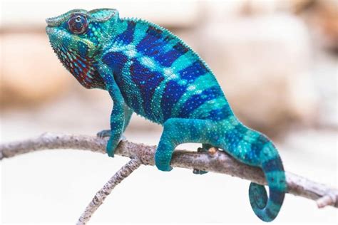 Ambanja Chameleon for sale | baby panther chameleons near me