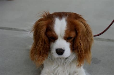 Cavalier King Charles Spaniel Health Problems & Issues | Canna-Pet®