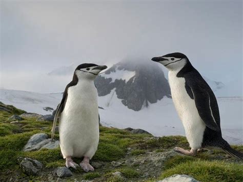 Chinstrap penguin numbers fall as climate change bites – researchers | Express & Star