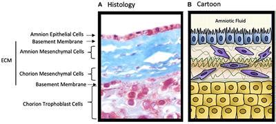 Frontiers | Editorial: The Role of the Fetal Membranes in Pregnancy and Birth