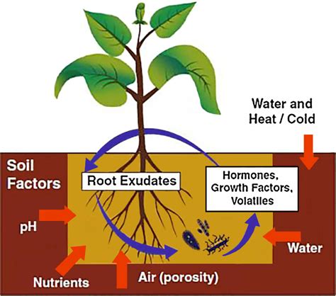 Microbial Inoculants | ATTRA | Sustainable Agriculture Project