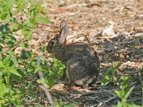 The Online Zoo - Eastern Cottontail