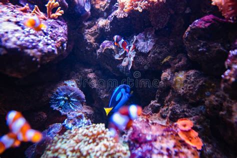 Clownfish and Blue Tang in Aquarium Stock Photo - Image of coral, aquatic: 263123076