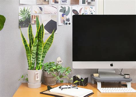 26 Best Office Desk Plants That Don’t Need Space – Thuy San Plus