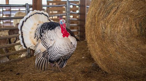 Turkey on Farm · Free Stock Photo