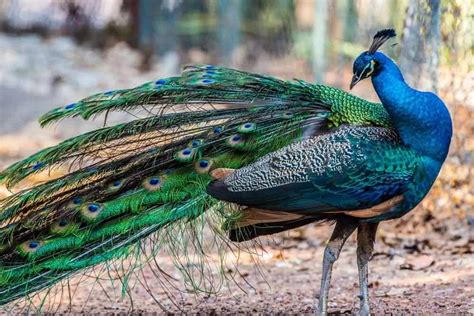 3 Types of Peacocks (Plus Interesting Facts)