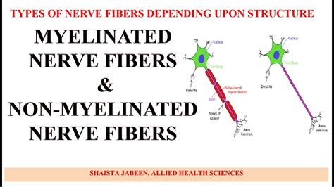 Myelinated and Non Myelinated Nerve Fibers | Types of Nerve Fibers ...