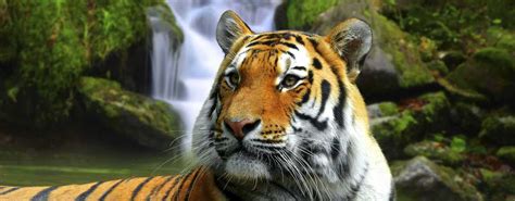 Top 10 animals in danger of extinction | Sustainability for all