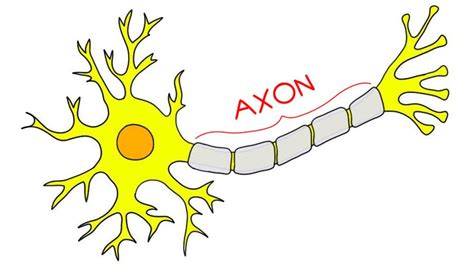 Where is the axon located? | Socratic