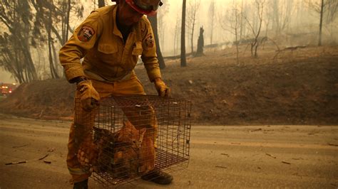 5 Ways You Can Help California's Wildfire Victims | Mental Floss