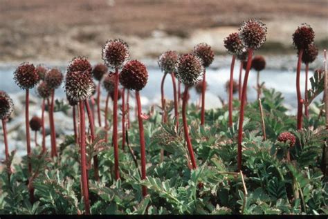 Plants - British Antarctic Survey | Plants, Flora, Flowers