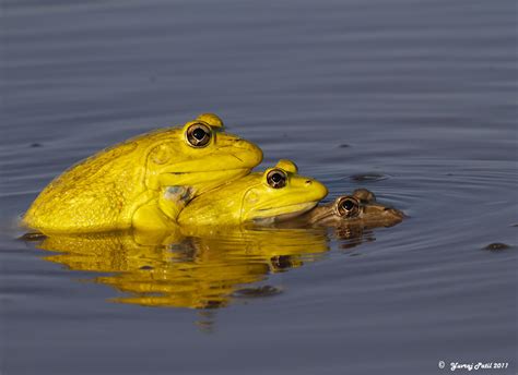 Indian Bullfrog by Yuvraj Patil / 500px