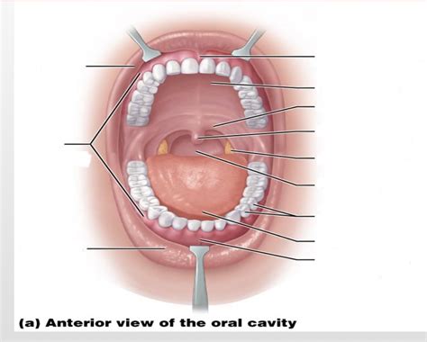 Mouth Parts Diagram | Quizlet